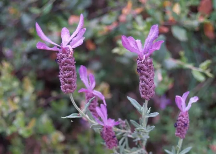 Nyaraló Quinta Da Maria Mendes Serpins